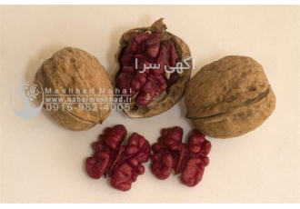 فروش نهال گردو قرمز