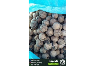 نهال گردو اسرائیلی ، نهالستان تک فیدان