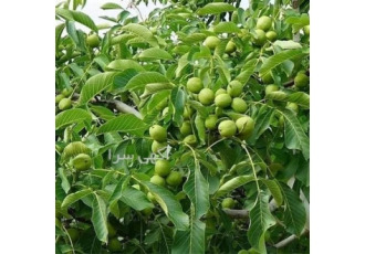 فروش نهال گردو ژنوتیپ با بالاترین کیفیت در شیراز فروش نهال گردو ژنوتیپ