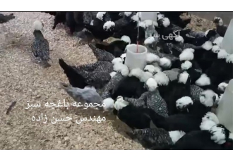 تخم نطفه دار لهستانی و مرندی در نهاوند تخم نطفه دار لهستانی و مرغ مرندی