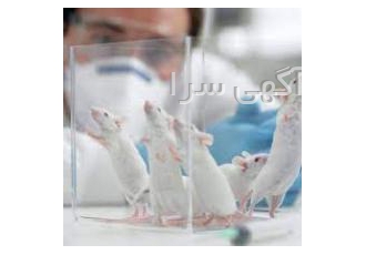 فروش موش ازمایشگاهی اولین و تنها فارم خصوصی پرورش حیوانات ازمایشگاهی
