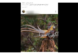 فروش تخم نطفه دار و جوجه قرقاول لیمویی در تهران قرقاول قرقاول لیمویی