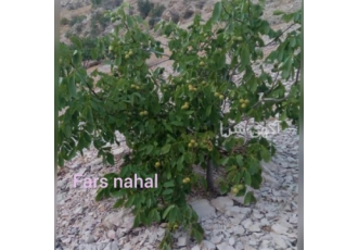 خرید نهال گردو پیوندی چندلر در شیراز تولید و فروش نهال گردو پیوندی