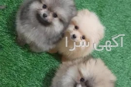 آگهی فروش سگ پامرانین خرسی