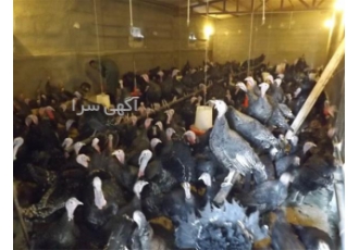 فروش تخم نطفه دار و خوراکی بوقلمون. جوجه بوقلمون