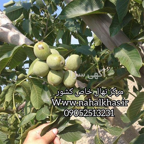 آگهی های کشاورزی و دامداری - نصرآباد