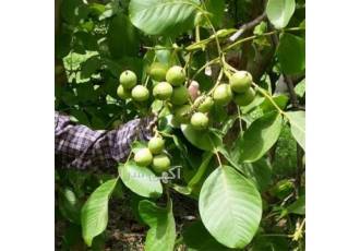 نهال گردو خوشه ای سانلند - نهال گردو پکان