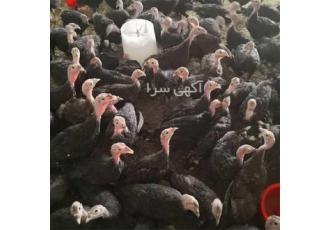 تخم نطفه دار بوقلمون در اهواز تخم بوقلمون نژاد برنز اصلاح نژاد شده