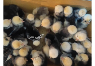 تخم نطفه دار مرغ لهستانی ، جوجه