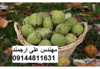 نهال گردو فرانسوی با کیفیت عالی در اصفهان تولید نهال میوه تحت نظر جهاد