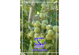 فروش نهال گردو خوشه ای در کرج فروش نهال گردو خوشه ای در نهالستان تک
