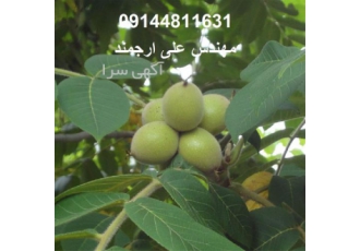فروش نهال گردو در انواع مختلف در تبریز فروش نهال گردو در انواع مختلف