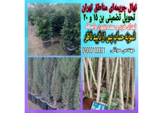 فروش نهال بن ۱۵ جریمه‌ای با تاییدیه کاملا تضمینی