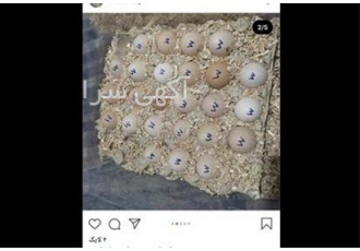 تخم نطفه دار و جوجه مرغ لهستانی با کیفیت بالا و فروش جوجه