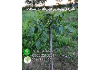 نهال گردو خوشه ای ، فروش انواع نهال گردو