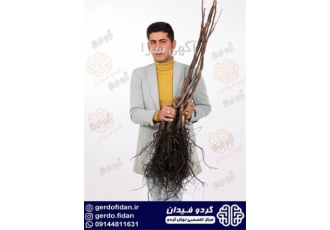ارقام نهال گردو در نهالستان تک فیدان