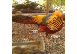 فروش تخم قرقاول نطفه دار (در انواع مختلف)