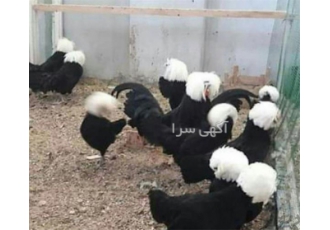 تخم مرغ لهستانی اصل و وارداتی در قزوین تخم نطفه دار مرغ لهستانی اصل