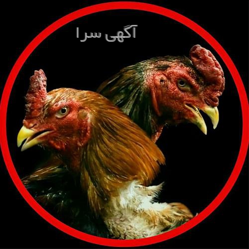 آسیا طیور