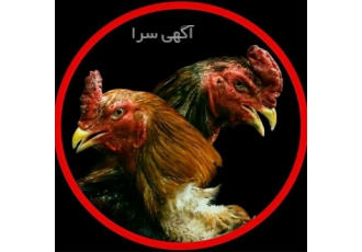 تخم نطفه‌دار مرغ و خروس لاری با کیفیت عالی