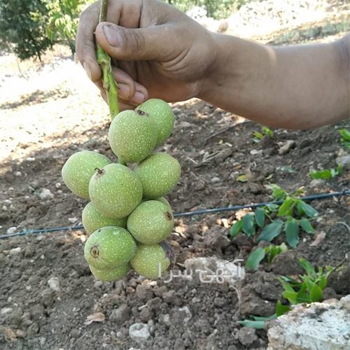 بذر گل کاغذی