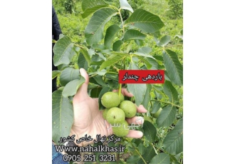 فروش نهال گردو ، نهال اصلاح شده ، فروش نهال