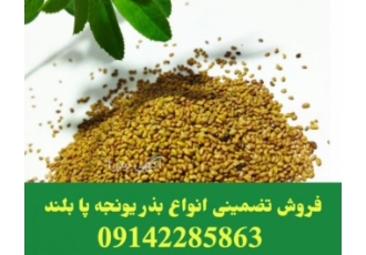 فروش بذر یونجه در شیراز اگر به دنبال خرید و فروش بذرهای علوفه zwnj ای