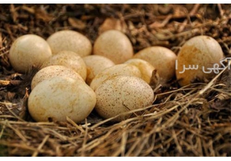 فروش تخم نطفه دار مرغ بومی