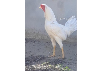 جوجه لاری