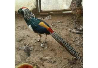 فروش تخم قرقاول نطفه دار