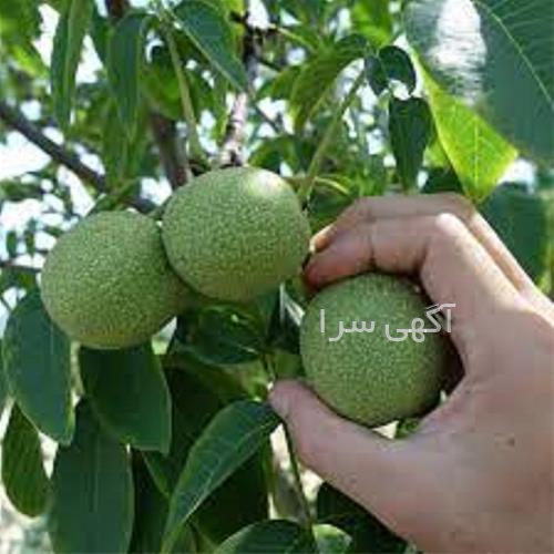 دستگاه ضد عفونی میوه