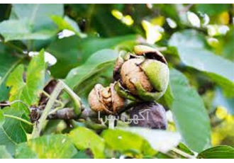 فروش نهال گردو خوشه ای با بهترین کیفیت در نهالستان