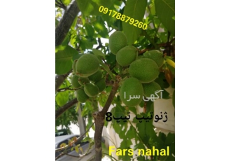 فروش نهال گردو ژنوتیپ ۸ در شیراز نهال گردو ژنوتیپ تیپ 8 نهالستان فارس