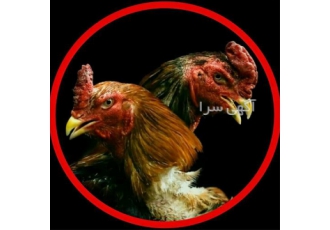 فروش تخم نطفه دار انواع نژاد لاری در بجنورد تخم نطفه دار انواع نژاد