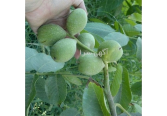 تولید عمده نهال گردو خرید عمده نهال گردو خوشه ای در میاندوآب تولید