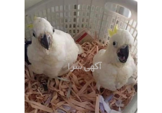 فروش و پخش تخم نطفه‌دار کاکادو