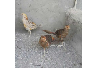 تخم نطفه دار قرقاول و طاووس در دزفول فروش تخم نطفه دار قرقاول بلژیکی