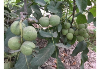 فروش نهال گردو اسراییلی در شیراز نهال گردو اسرائیلی زود بازده نهال گردو