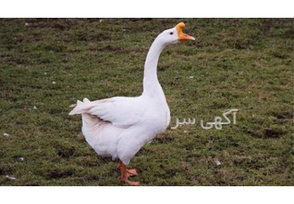 فروش مستقیم تخم قوغاز در بیرجند فروش و پیش فروش تخم نطفه دار انواع