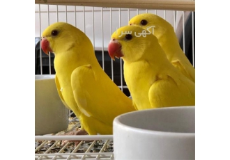 تخم نطفه دار طوطی ملنگو با ضمانت کتبی