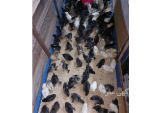 فروش تخم و جوجه نژاد عالی گلین لری با نرخ ویژه