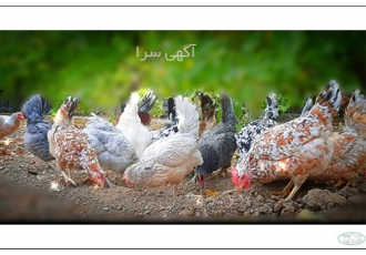 تخم نطفه دار گلین اصل در بندرعباس تخم نطفه دار مرغ گلین لری مرغ عشایر