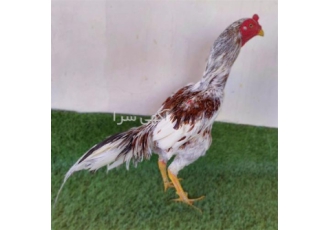 تخم لاری