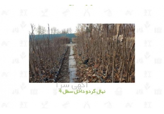 فروش نهال گردو نهال گردو خوشه ای در اصفهان فروش نهال گردو نهال گردو