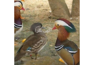 تخم نطفه دار اردک ، ماندارین سفید و رنگی ، زیبا