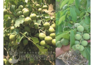 فروش نهال گردو اسرائیلی در مشهد فروش نهال میوه گردو اسرائیلی گردو