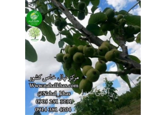فروش نهال گردو ، گردو خوشه ای ، قیمت نهال گردو