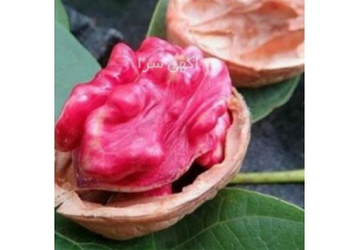 فروش نهال گردوی گرمسیری ، گردو تو سرخ