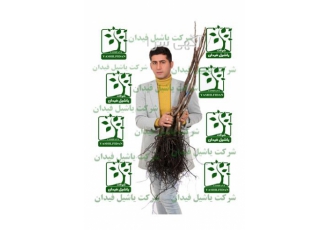 نهالستان تک فیدان تولید و عرضه نهال در میاندوآب تولید و عرضه انواع