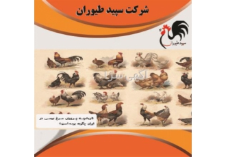 فروش جوجه مرغ بومی طیور در تهران #160 جوجه مرغ بومی طیور #160 مرغ